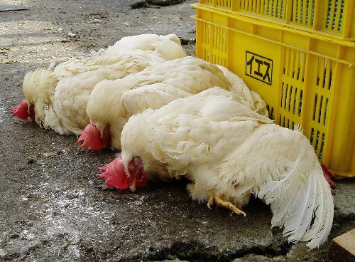 什么是H7N9禽流感?